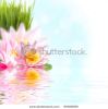 beautiful-pink-lotus-flower-floating-in-water-69368050-thumbnail
