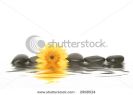 spa-stones-and-yellow-daisy-on-isolated-white-background-2968524-thumbnail
