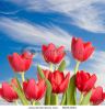 beautiful-red-tulip-blooms-standing-tall-against-a-blue-sky-with-wispy-white-clouds-58254922-thumbnail