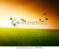 field-of-grass-and-flying-birds-thumbnail