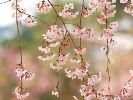 spring-flower-162812-thumbnail