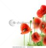 beautiful-poppies-border-28309006-thumbnail