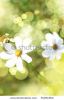 summer-flowers-background-35251852-thumbnail