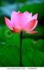 pink-lotus-flower-growing-upright-31396549-thumbnail