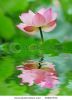beautiful-lotus-with-water-reflection-36823753-thumbnail