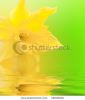 narcissus-in-the-spring-42436024-thumbnail