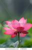 lotus-flower-47905090-thumbnail