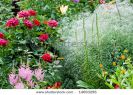 nature-garden-with-flowers-rose-lily-ets-14693296-thumbnail