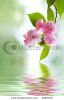 japanese-cherry-tree-blossoms-with-water-thumbnail