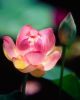 pink-lotus-flower-george-oze-thumbnail