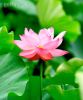 bright-color-lotus-90784419-thumbnail