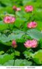 close-up-of-beatiful-pink-lotus-55174387-thumbnail