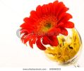 single-flower-beautiful-artistic-background-thumbnail