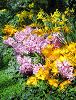 3091047-spring-flower-garden-thumbnail