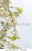 white-cherry-blossoms-54774532-thumbnail