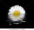 beautiful-daisy-flower-with-water-reflection-on-black-17211628-thumbnail