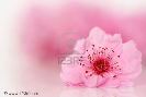 fresh-pink-spring-cherry-tree-blossom-on-pink-background-shallow-dof-thumbnail