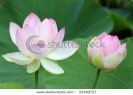 photo-of-sacred-lotus-33340727-thumbnail