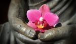 thai-lotus-flower