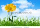 orange-flower-in-grass-under-blue-sky-with-clouds-thumbnail
