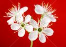 1192931-beautiful-cherry-blossom-on-red-backgrou-thumbnail