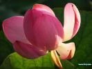 pink-lotus-wallpaper-1024x768-16267-thumbnail