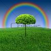 rainbow-tree-in-a-meadow-thumbnail