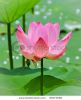 pink-lotus-water-flower-59173048-thumbnail