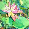 lotus-flower-thumb5055129-thumbnail