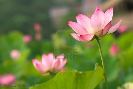 it-is-the-beautiful-lotus-flower-photo-thumbnail