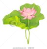 fragile-pink-lotus-vector-illustration-thumbnail