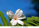 aleurites-montana-flower-fall-on-the-leaf-29237101-thumbnail