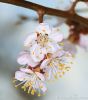 spring-cherry-blossom-thumb14239503-thumbnail