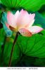 pink-lotus-flower-in-blossom-32793232-thumbnail