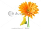gerber-flowers-thumbnail