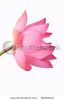 lotus-flower-65362213-thumbnail