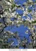 spring-blossoming-cherry-tree-471634-thumbnail