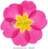 beautifully-blossoming-pansy-flower-52242847-thumbnail