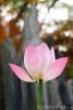 pink-lotus-flower-thumb13090738-thumbnail