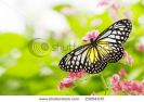 butterfly-on-a-flower-23094235-thumbnail