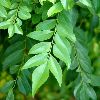 curry-leaf-thumbnail