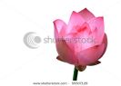 red-lotus-flower-bud-in-isolation-55507129-thumbnail