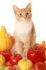 2304059-vegeterian-cat-thumbnail