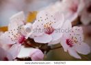 apple-blossom-54927637-thumbnail
