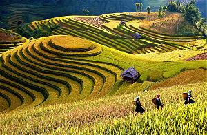 Việt Nam mãi mãi như cành lúa thơm