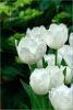 white-tulips-205517-thumbnail