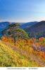 autumn-in-shenandoah-national-park-57755923-thumbnail