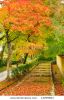 autumn-in-kyoto-13259863-thumbnail