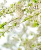 beautiful-spring-tree-flowers-thumb13173791-thumbnail