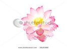 lotus-flower-on-water-surface-with-reflection-38183680-thumbnail